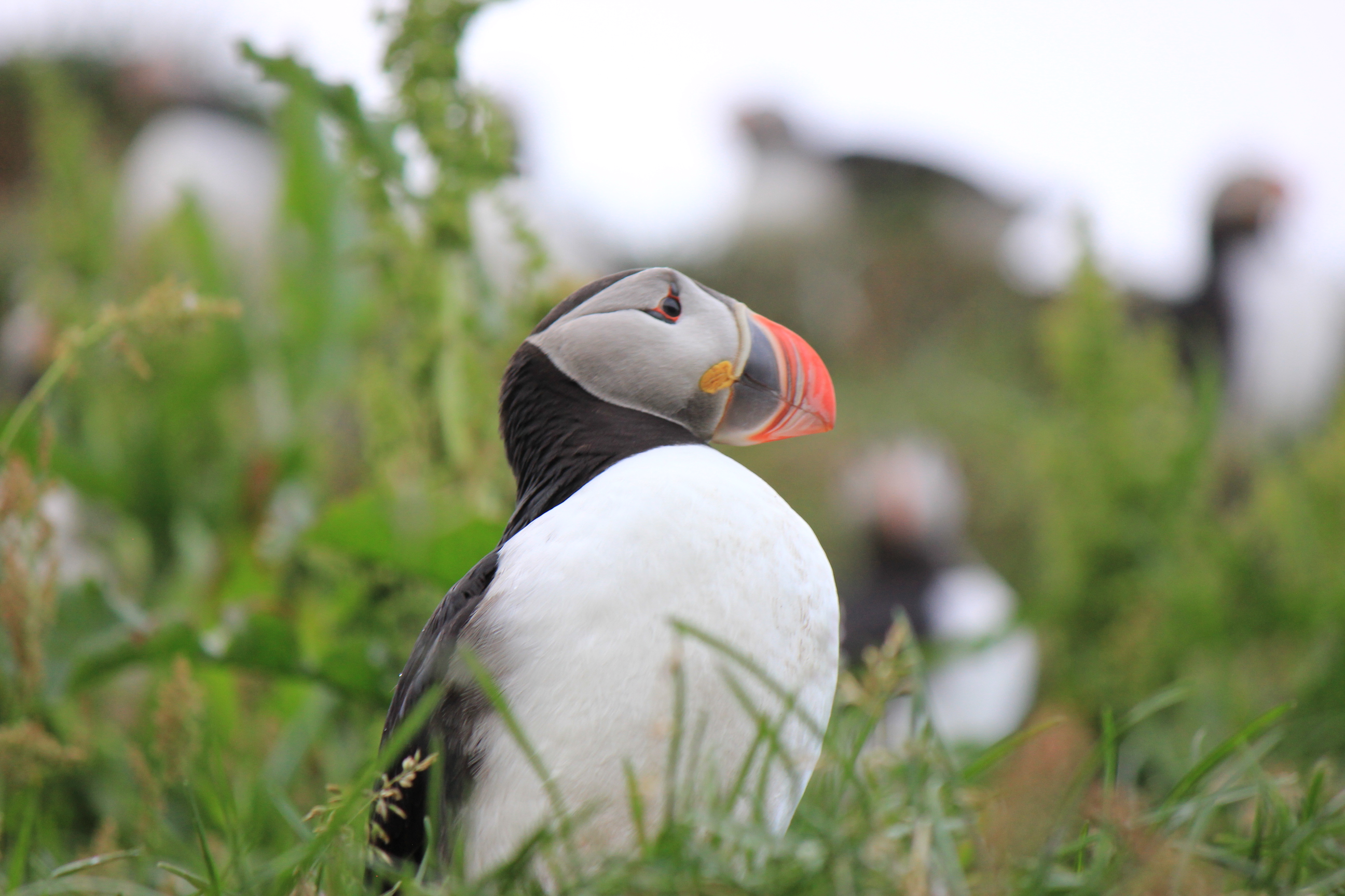 Puffins